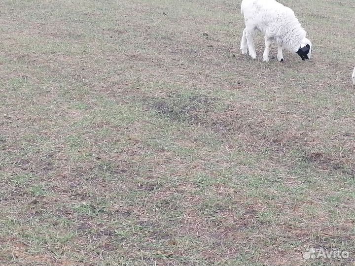 Овцы бараны матки ягнята