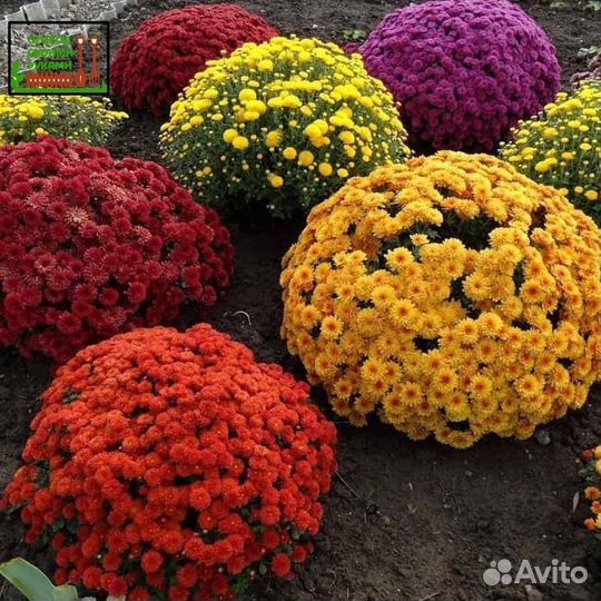 Хризантемы мультифлора шаровидная