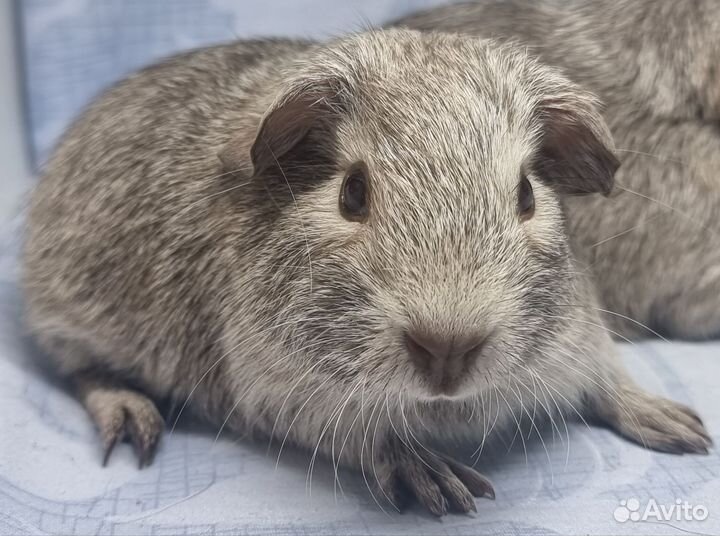 Морские свинки(мальчики и девочки)