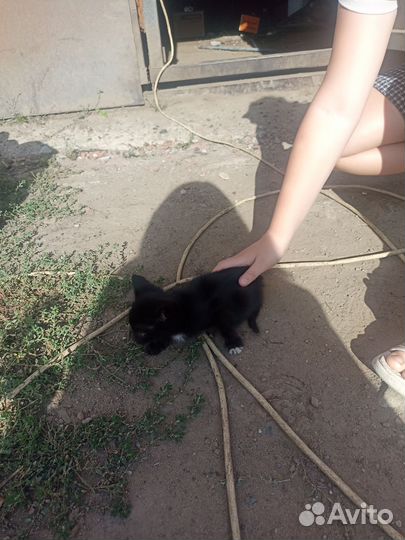 Котята в добрые руки бесплатно