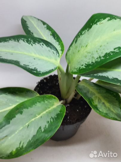 Аглаонема сильвер блю