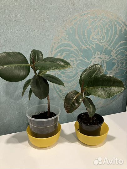 Комнатные растения