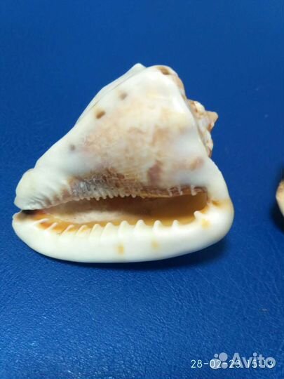 Раковины океанические привезенные с Кубы