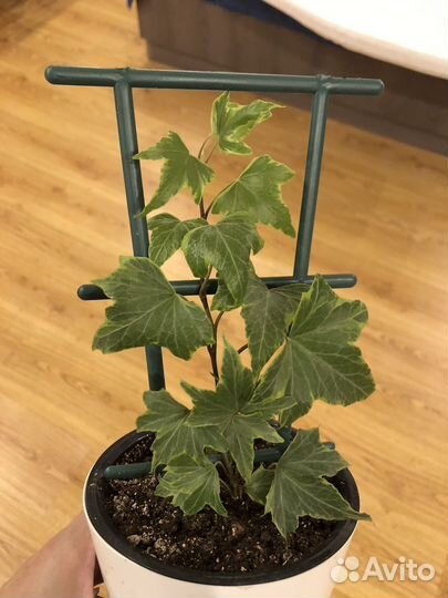 Плющ хедера (фатсхедера)