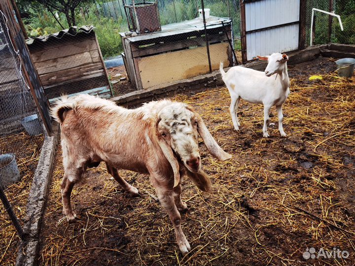 Нубийские козы козлята, зааненские козы и козлята