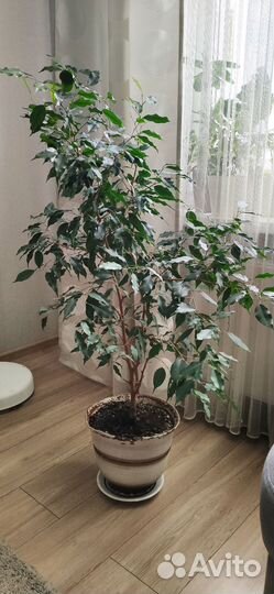 Фикус Бенджамина (Наташа)