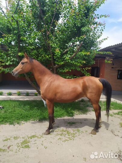 Арабские лошади