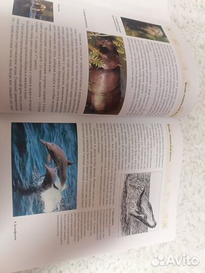 Энциклопедия для детей