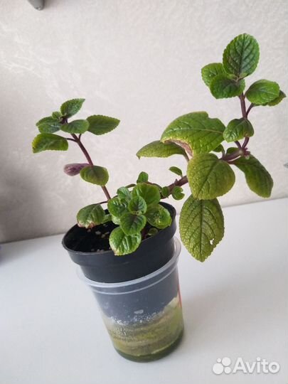 Плекрантус,традисканции