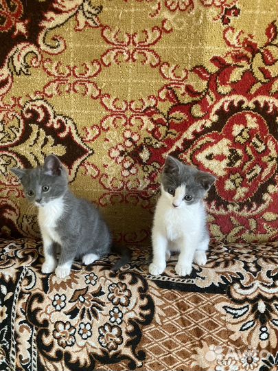 Котята в добрые руки даром