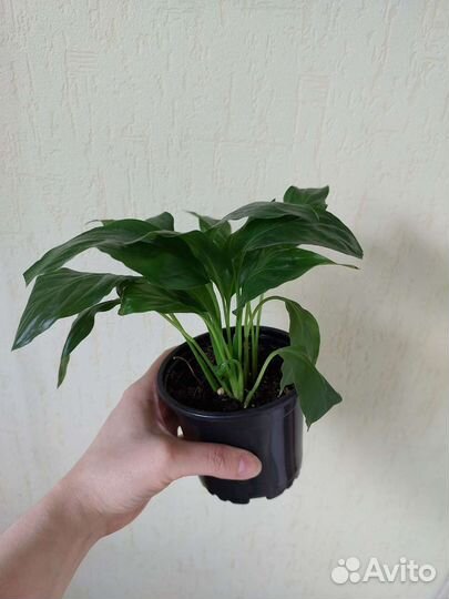 Комнатные цветы