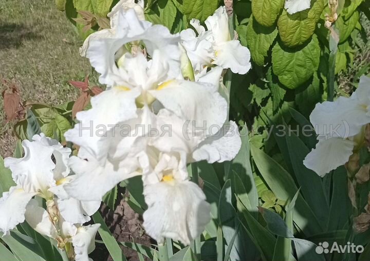 Ирисы бородатые
