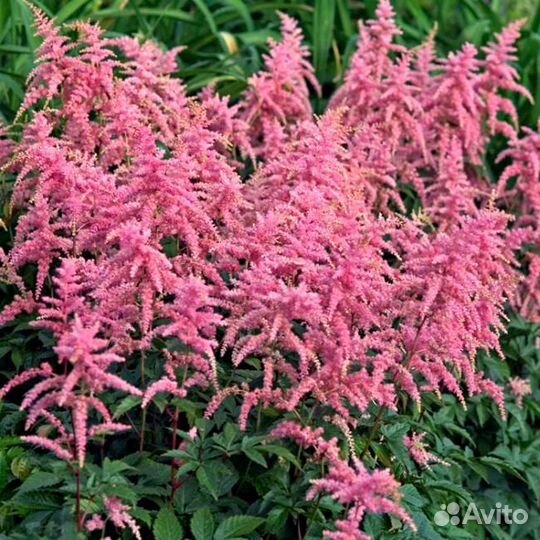 Астильба Арендса Bressingham Beauty Саженцы, Расса