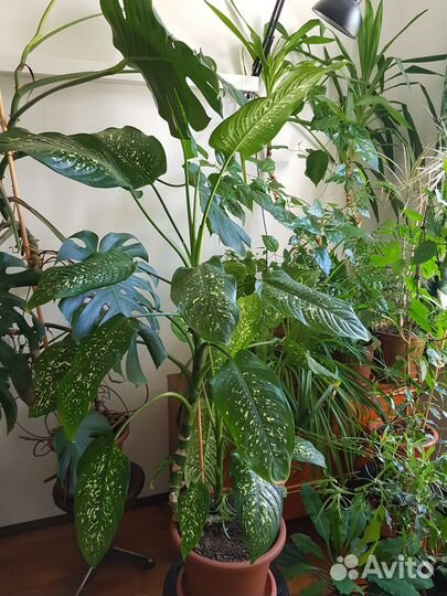 Диффенбахия(130 см), фикус (105 см)