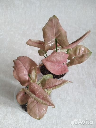 Сингониум Пинк и Батерфляй