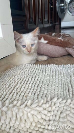 Котенок в добрые руки