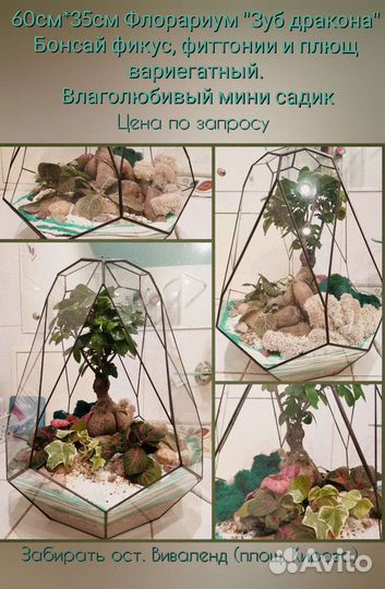 Большой Флорариум бонсай 