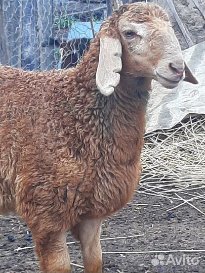 Баранчики Гиссарские