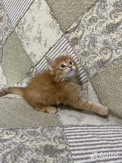 Котята мейн-кун