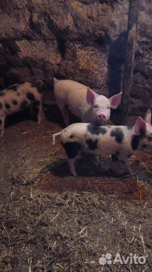 Поросята ландрас