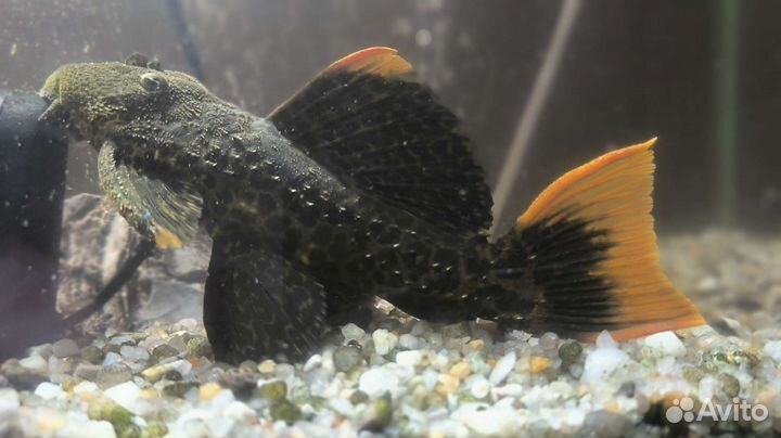 Номерной сом L600