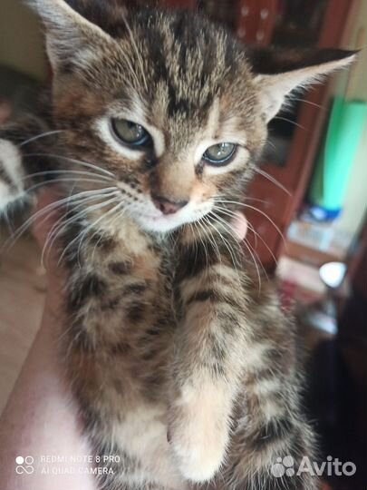 Продаются котята
