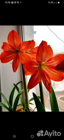 Гиппиаструм