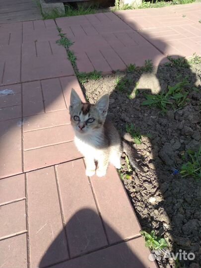 Кошка в дар бесплатно