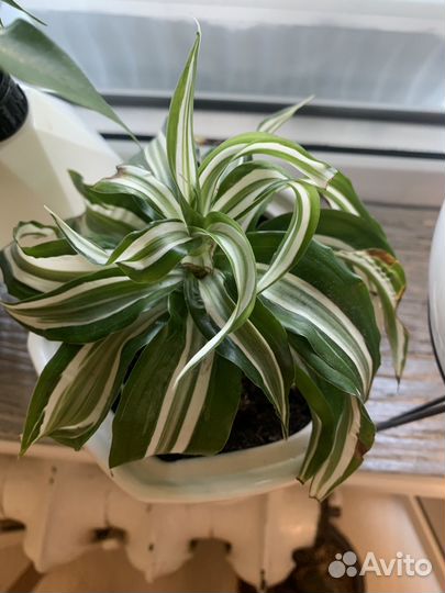 Пальма драцена