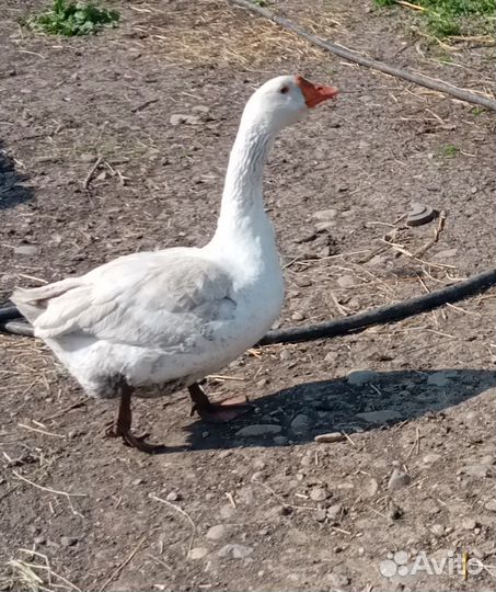 Продаю гусей