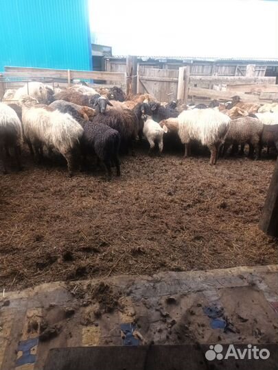 Стрижка овец