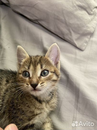 Котёнок(девочка)