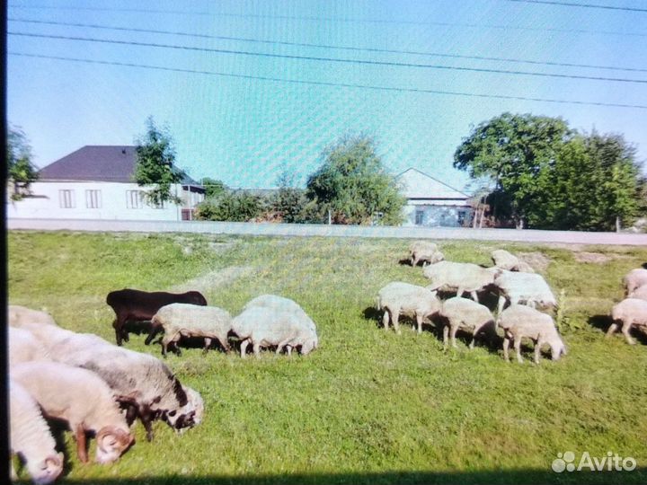 Овцы бараны ягнята