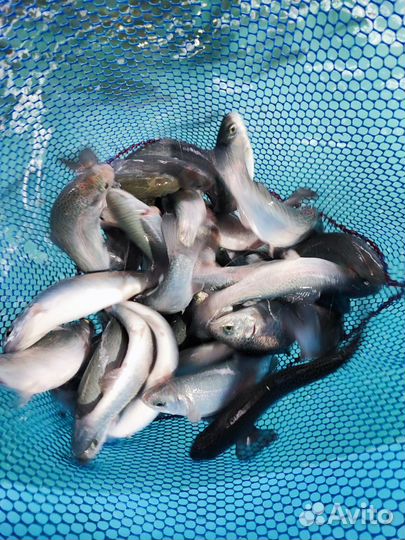 Радужная форель малек