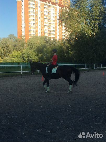 Верховая езда Обучение