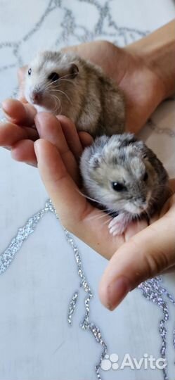Хомяки мальчики 2 шт