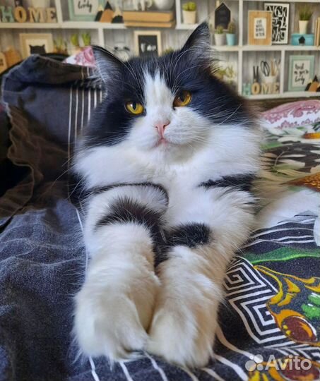 Котик в хорошие руки