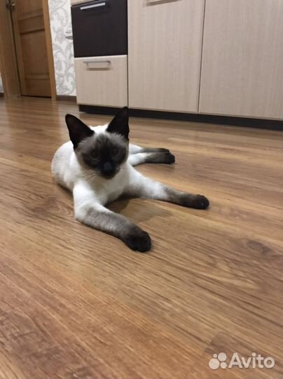 Кошка Сиамская Вязка