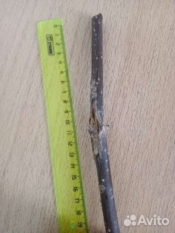 Ствол для топиария