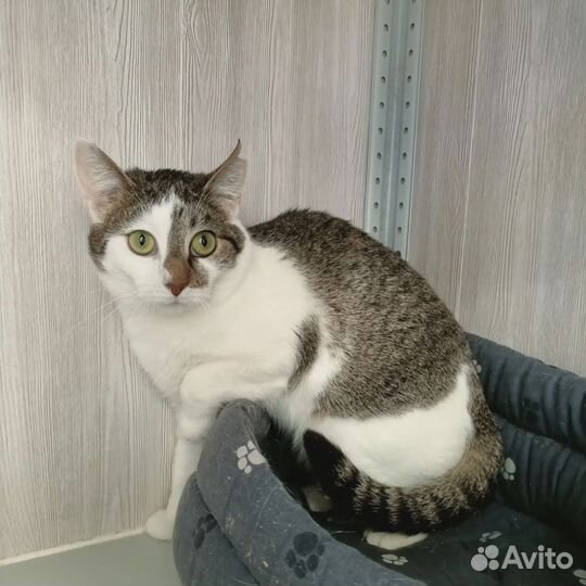 Марфуша 1.5 года ищет дом