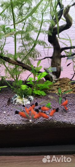 Пицелии,анциструсы, гуппи