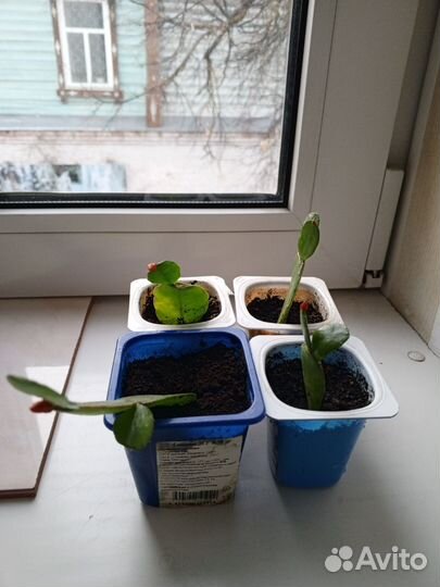 Декабрист шлюмбергера