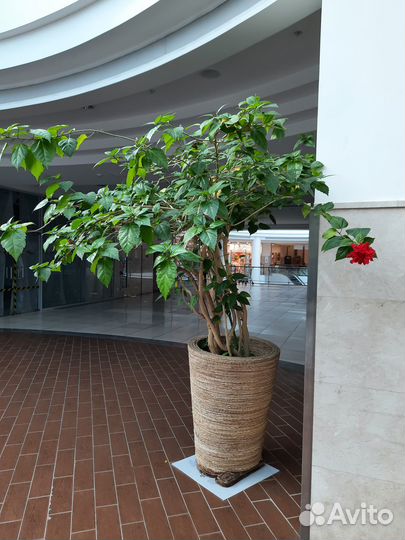 Сортовые гибискусы