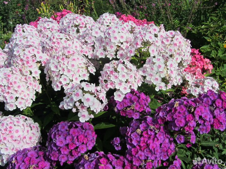 Саженцы садовых цветов