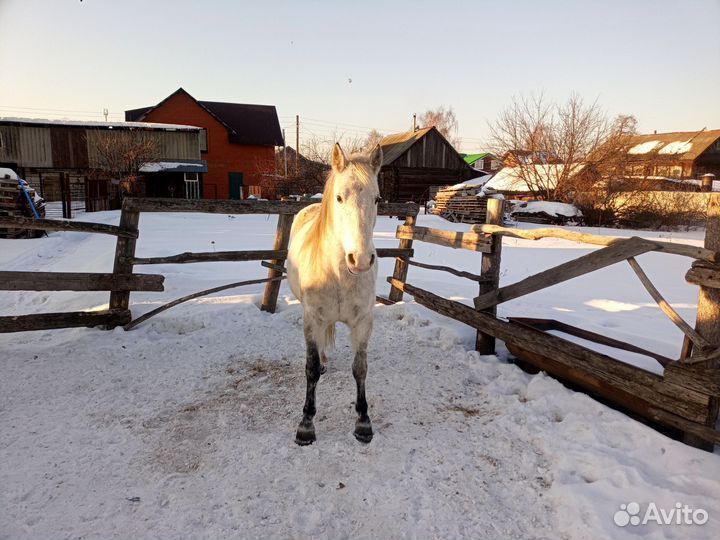 Лошадь кобыла 14лет