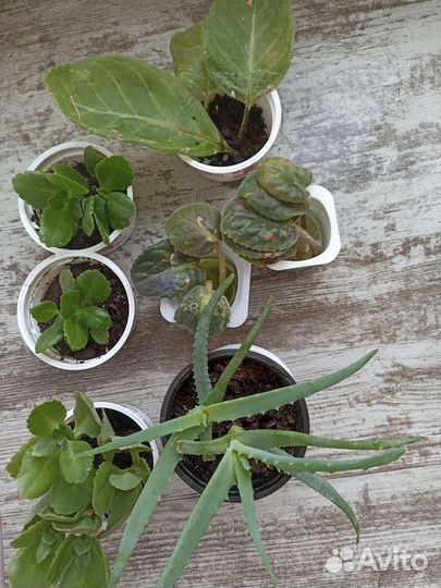 Комнатные цветы