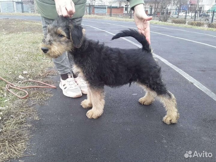 Щенки эрдельтерьера