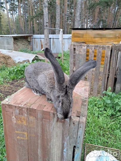 Бельгийский великан