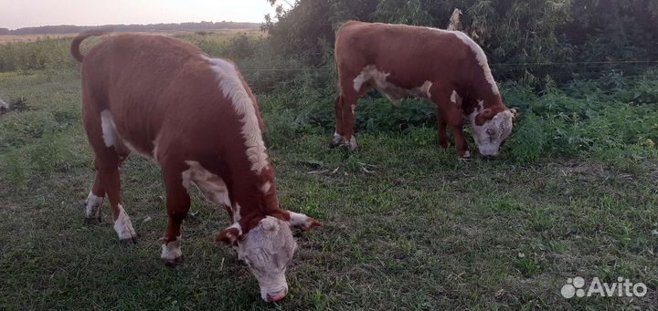 Бык Герефорд Бычки