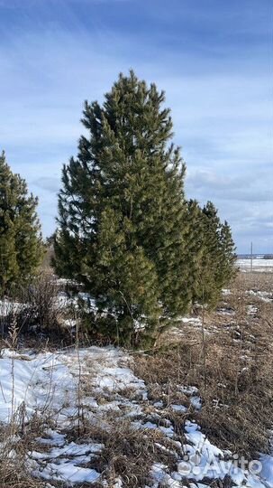 Сосна кедровая, крупномер